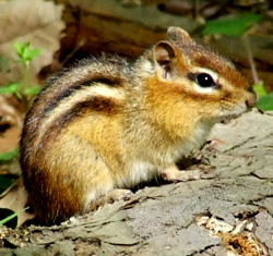 chipmunk