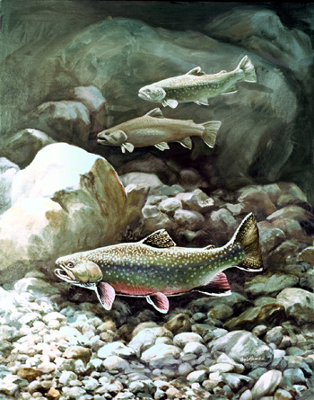 Brook Trout
