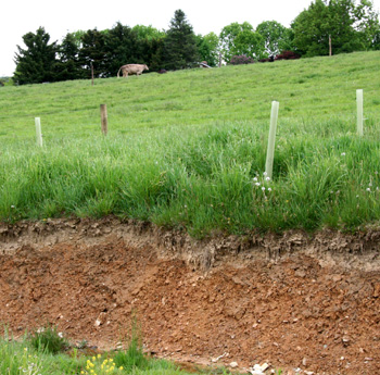 streamside grow tubes