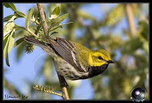 black-throated green warbler