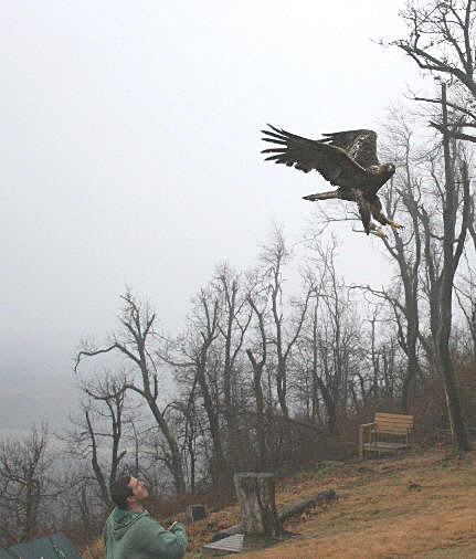 golden eagle release