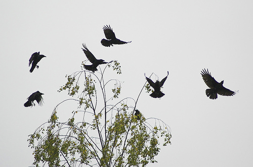 Crows acting up, by Greg7