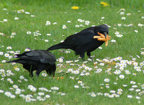 Large-mouth crows