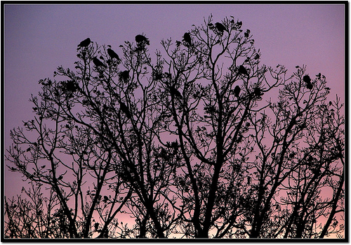 crow roost