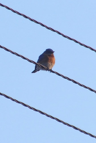 eastern bluebird