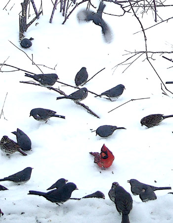 Feeder birds in snowstorm