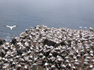 Cape St. Mary's Gannet Colony