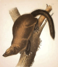 Audubon's "Pennant's marten" (A.K.A. fisher)