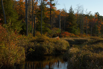 Bear Meadows Natural Area (photo by lemonad)