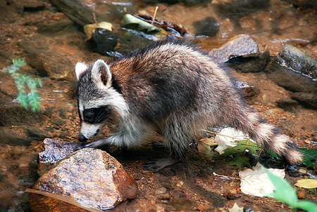 raccoon on Rock-Flipping Day, by Fred First