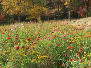 The 150- by 50-foot wildflower garden at Mountain Meadows