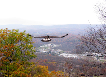 golden eagle seconds after release, with the Allegheny Front in the distance
