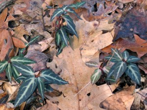Spotted wintergreen along the Ghost Town Trail