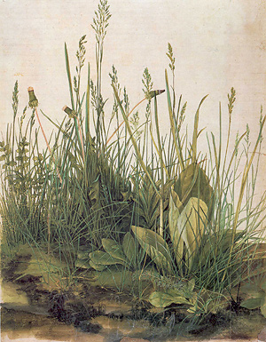 Detail from "The Great Piece of Turf" by Albrecht Dürer (watercolor, 1503)