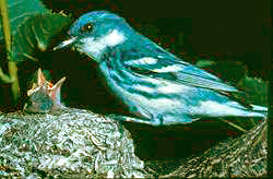 Cerulean warbler at nest, from US Forest Service (public domain)