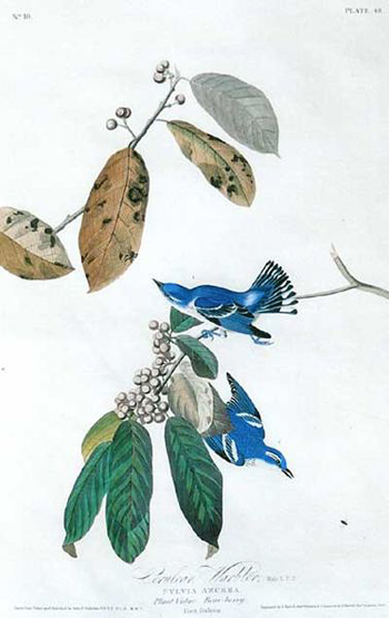 John James Audubon's Cerulean Warbler plate (public domain)