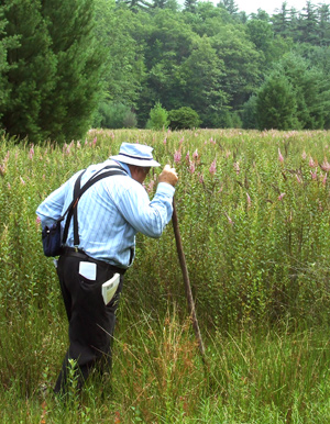 Botanizing at the Beaver Dam in Rothrock State Forest