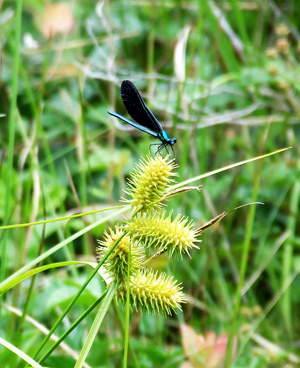 ebony jewelwing damselfly at the Beaver Dam