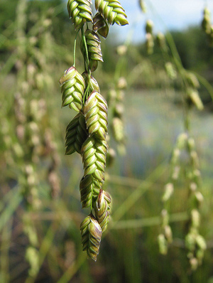 Rattlesnake Manna Grass, by Petroglyph on Flickr (CC BY-NC license)