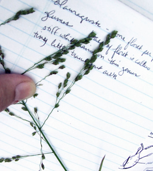 learning a new grass