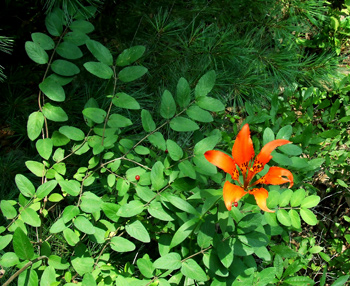 Lilium philadelphicum