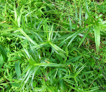 three-way sedge