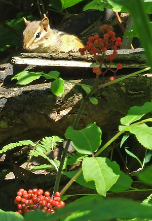 chipmunk with red elderberries