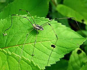 Daddy long-legs on bergamot, late July