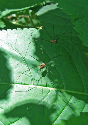 Two daddy long-legs on horsebalm, early July