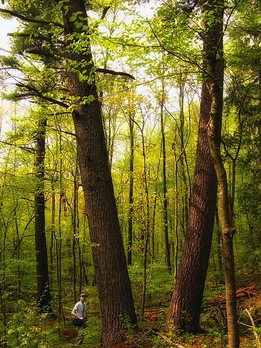 old-growth white pine in Pennsylvania's Delaware State Forest
