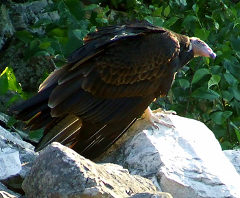 A turkey vulture basks in the last rays of sun before going to roost above a rockslide on Brush Mountain