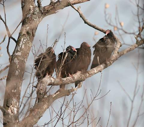 turkey vultures at Gettysburg by Henry McLin
