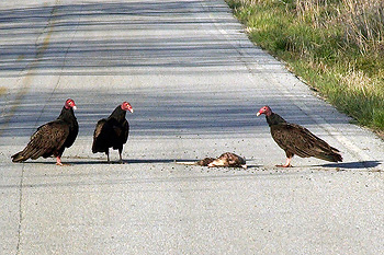 Turkey vultures with a roadkilled opossum