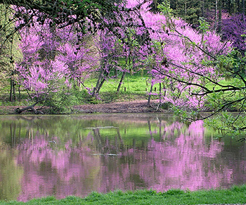 Eastern redbud by Jason Sturner