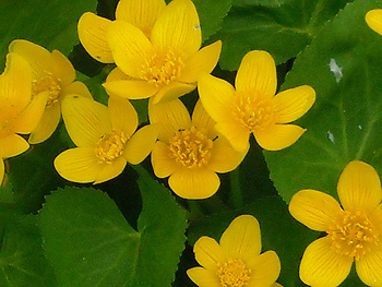 Marsh marigolds by anslatadams