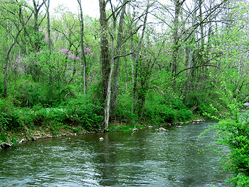 Redbud Valley by Bruce Bonta