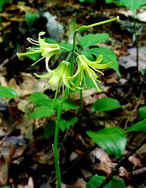 Clintonia borealis