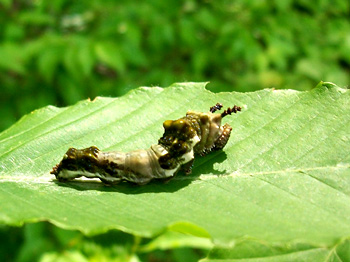 Spicebush swallowtail caterpillar
