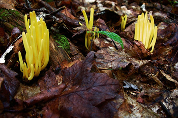 Golden fairy spindle (Clavulinopsis fusiformis) by Ian Bryson on Flickr