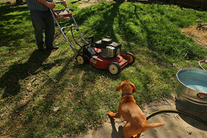 Albert Mock photo of dog and lawnmower