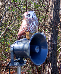 Decoy for attracting saw-whet owls at night