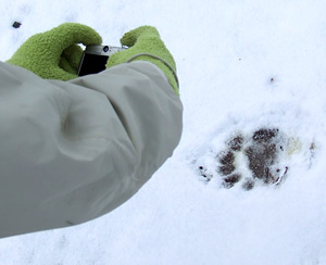 black bear track in snow