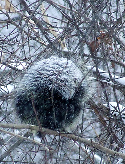 porcupine in a snowstorm
