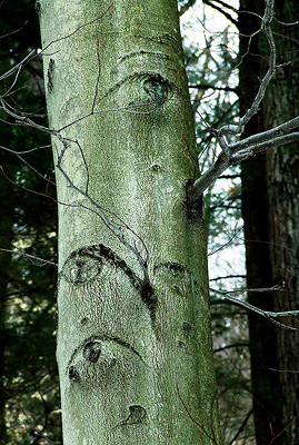beech eyes