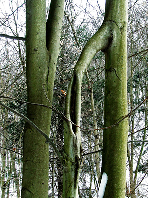 beech with a flying buttress