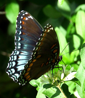 red-spotted purple