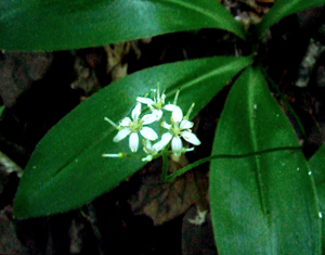 White clintonia