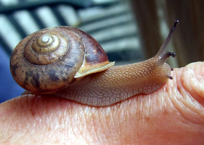 woodland snail 1