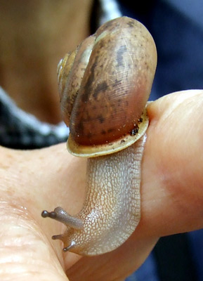 woodland snail 3