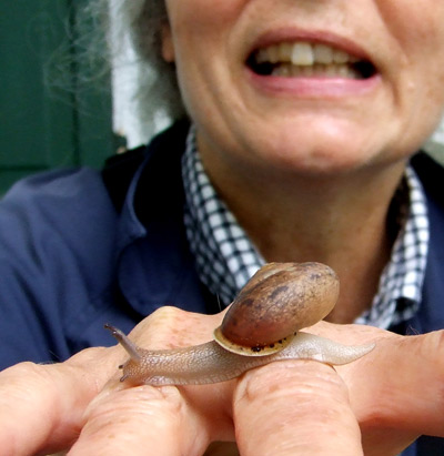 woodland snail 4